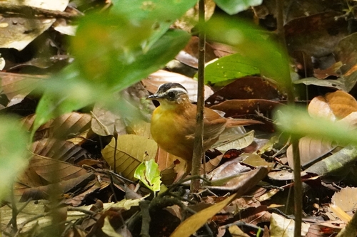 Bornean Black-capped Babbler (Pellorneum capistratoides), photo 10