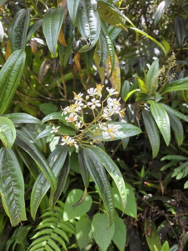 Miconia bicolor observed 2026-06-18