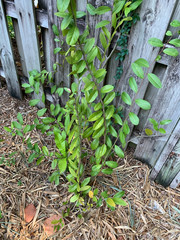 Capparis cynophallophora