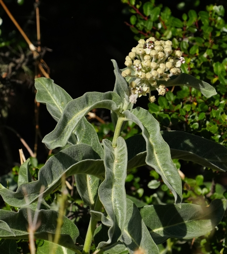 iNaturalist observation photo of woollypod milkweed