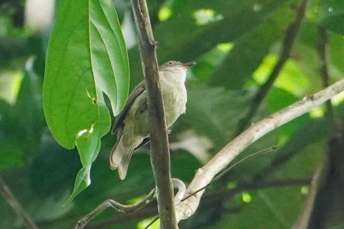 Spectacled Bulbul (Rubigula erythropthalmos), photo 6