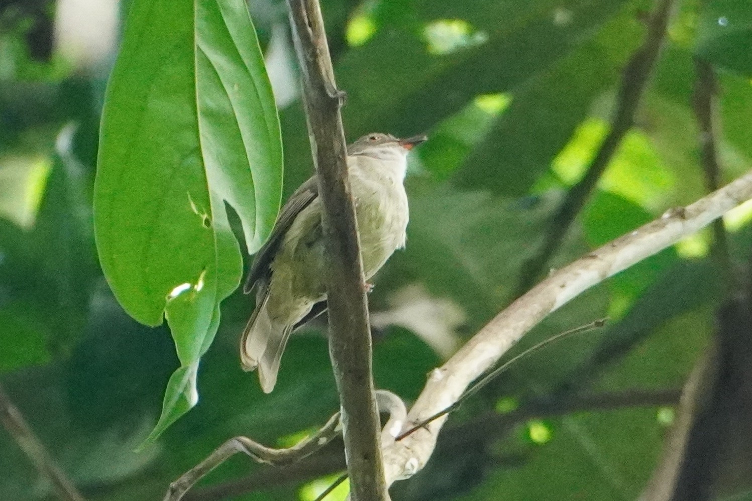 Spectacled Bulbul (Rubigula erythropthalmos), photo 6