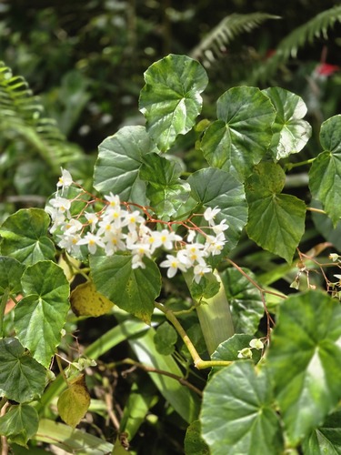Begonia minor, 2026-06-18