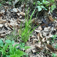 Melica nutans