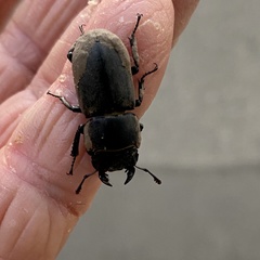 Dorcus parallelipipedus