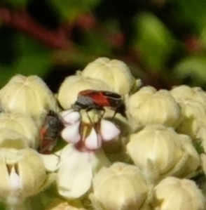 iNaturalist observation photo of Small Milkweed Bug