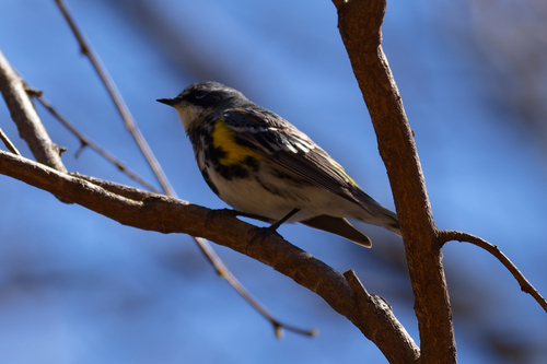 Yellow-rumped Warbler