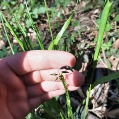 Melica nutans