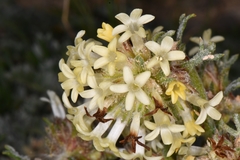 Ipomopsis spicata