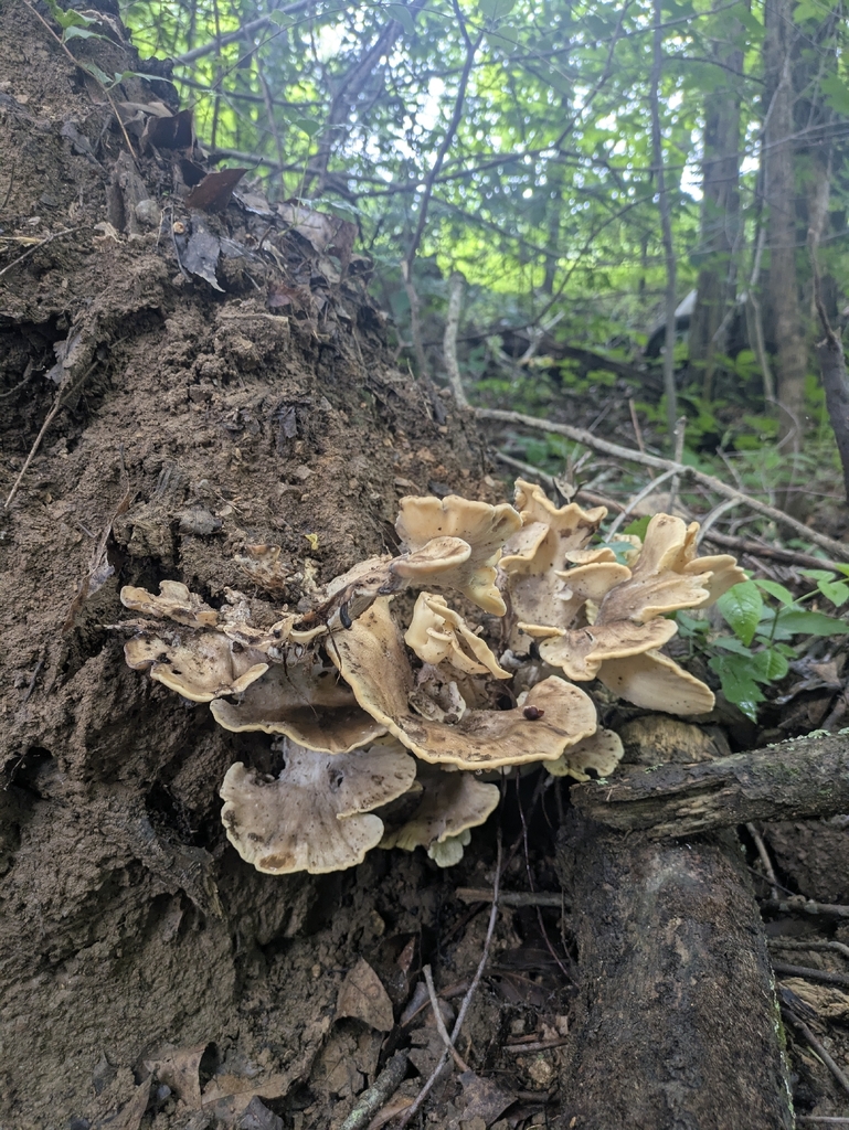 Black-staining Polypore · June 2026 · photo: Photo: (c) José Garrido, some rights reserved (CC BY) · iNaturalist