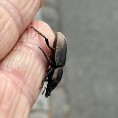 Dorcus parallelipipedus