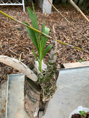 Cyrtopodium punctatum