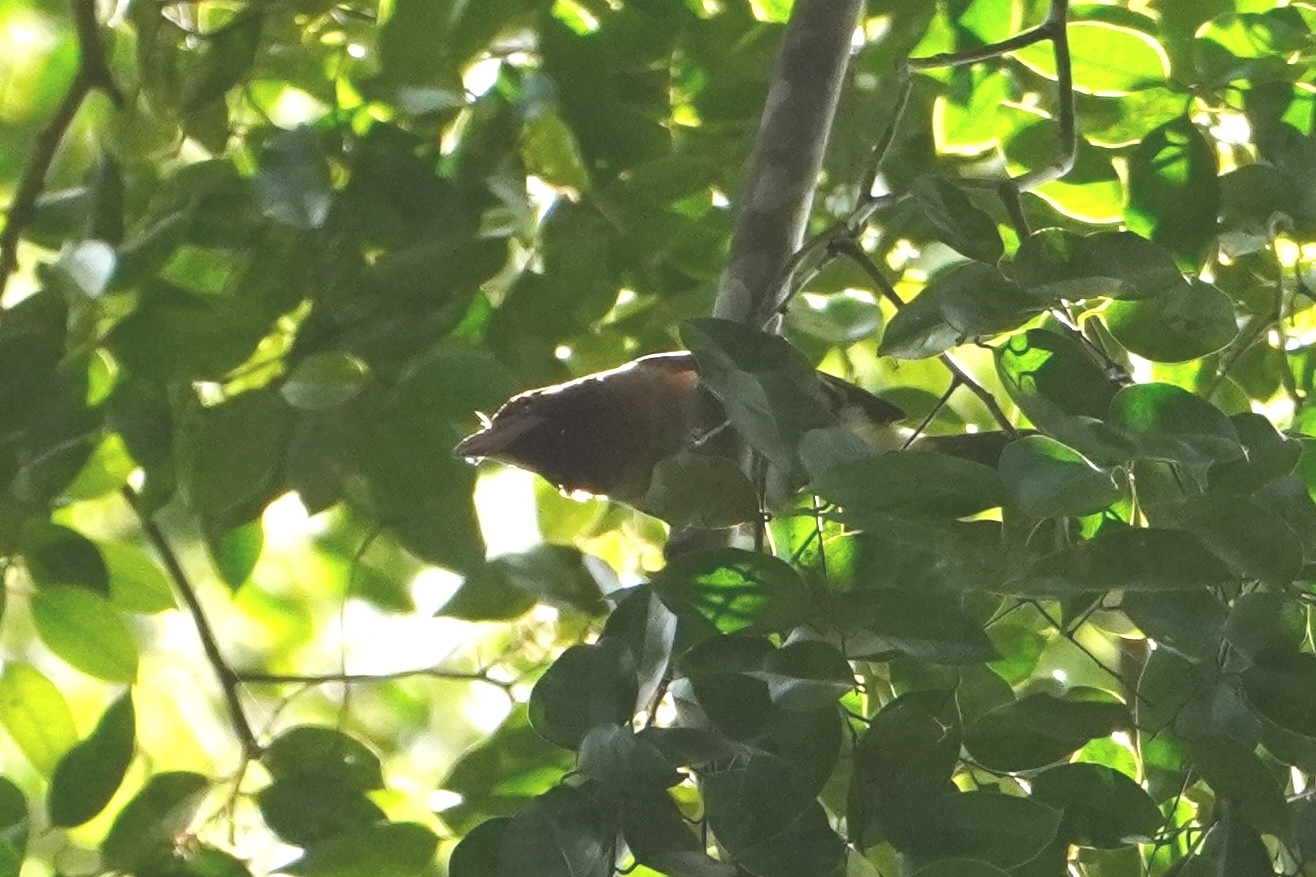 Brown Barbet (Caloramphus fuliginosus), photo 1