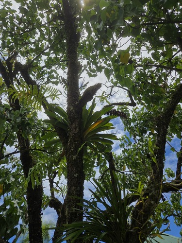 Werauhia gladioliflora observed 2026-06-18