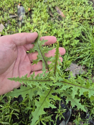 thistle-leaf groundsel