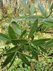 Comarostaphylis discolor