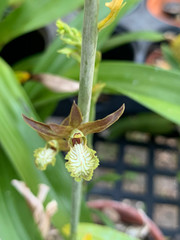 Eulophia andamanensis