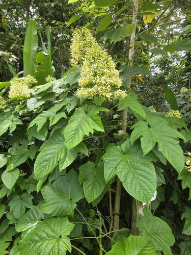 Clerodendrum paniculatum observed 2026-06-18