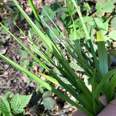 Melica nutans
