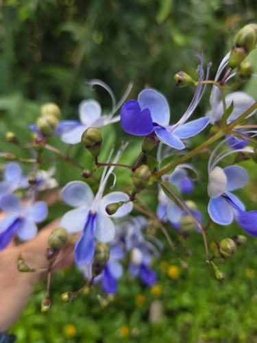Rotheca myricoides observed 2026-06-16