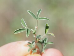 Argyrolobium zanonii, photograph (c) Louis Aureglia, some rights reserved (CC BY)