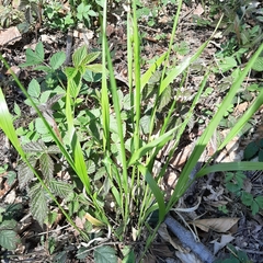 Melica nutans