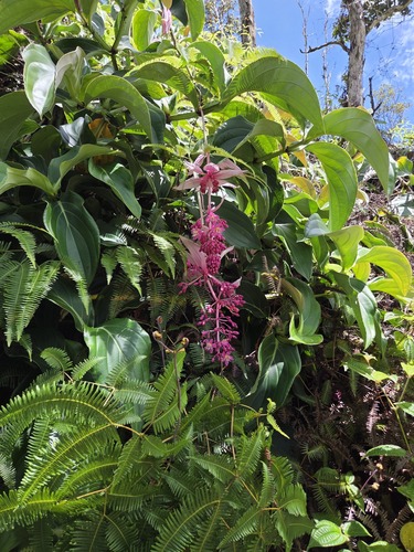 Medinilla magnifica observed 2026-06-03