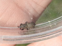 Sphenophorus parvulus