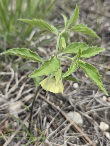 Physalis virginiana, photograph 2