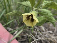 (c) Chris Friesen, some rights reserved (CC BY) Physalis virginiana, photograph (c) Chris Friesen, some rights reserved (CC BY)