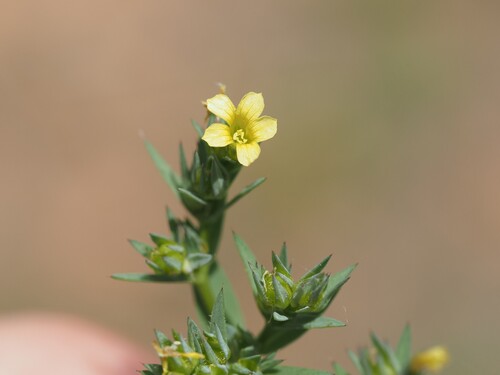 Linum strictum, photograph 3