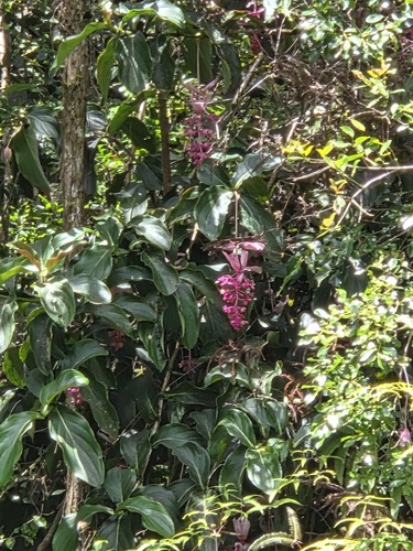 Medinilla magnifica observed 2026-06-03