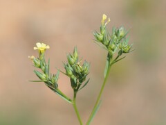 Linum strictum, photograph (c) Louis Aureglia, some rights reserved (CC BY)