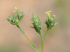 Linum strictum