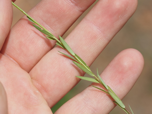 Linum strictum, photograph 1