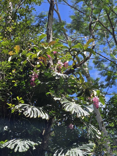 Medinilla magnifica observed 2026-06-03