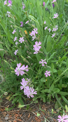 Silene