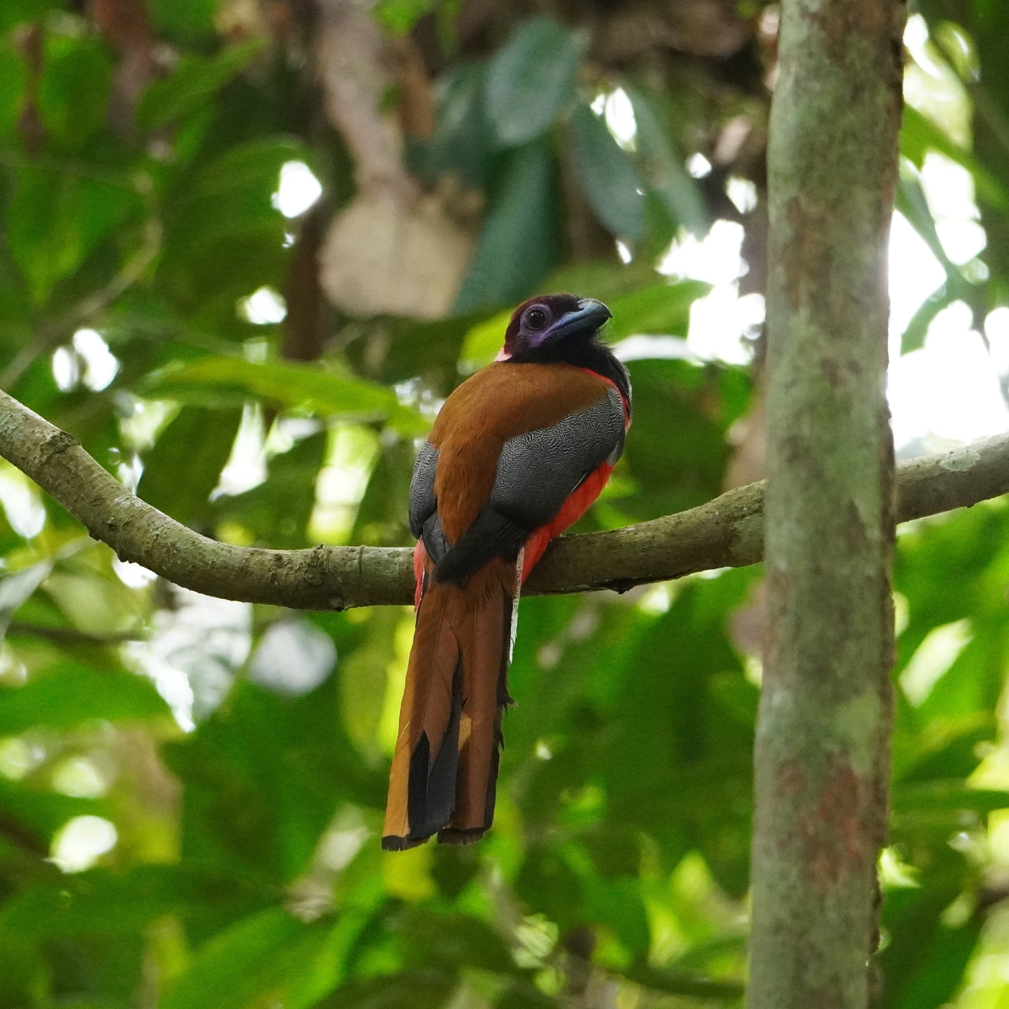 Diard's Trogon (Harpactes diardii), photo 1