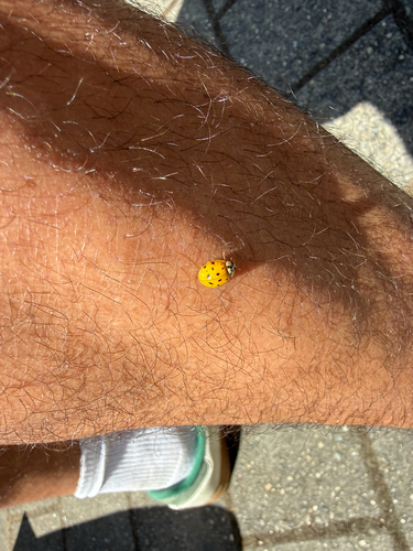 Asian Lady Beetle