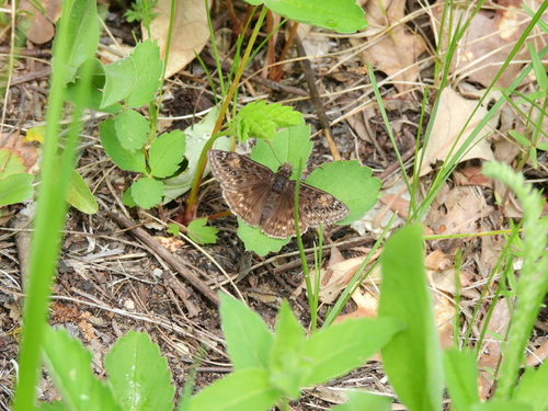 Juvenal's Duskywing
