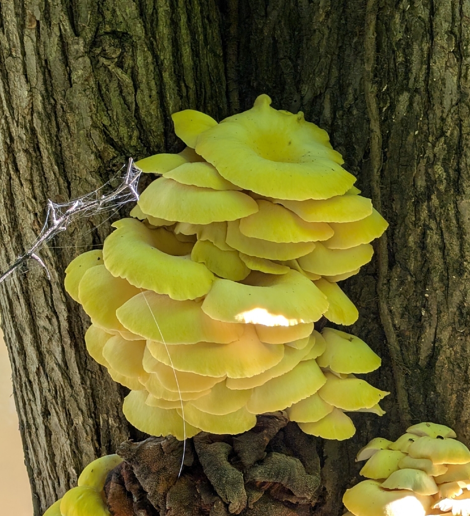Golden Oyster Mushroom · June 2026 · photo: Photo: (c) Alan Prather, some rights reserved (CC BY) · iNaturalist