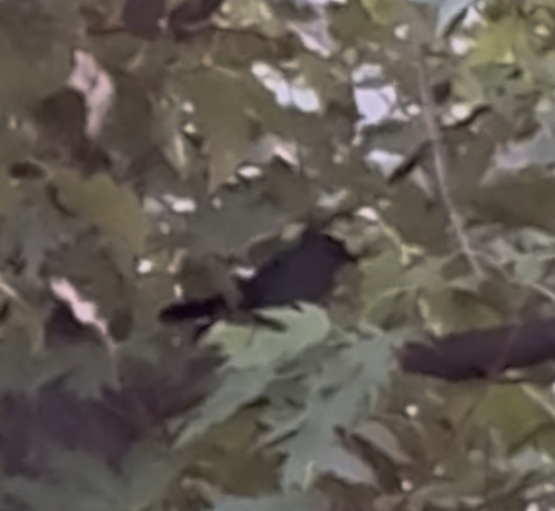 Gray Catbird