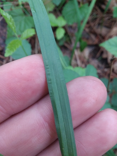 Image of Carex flaccosperma by (c) Will McFarland, some rights reserved (CC BY)