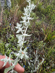 (c) Clifton Ladd, C.W.B., some rights reserved (CC BY) Stemodia lanata, photograph (c) Clifton Ladd, C.W.B., some rights reserved (CC BY)