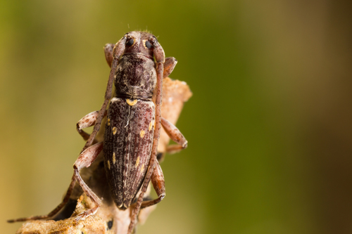 Fig longhorn beetle photo 3