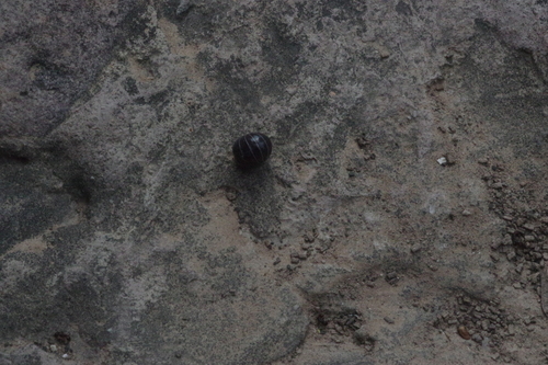 Common Pill Woodlouse