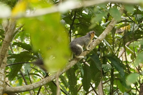 Pale Giant Squirrel