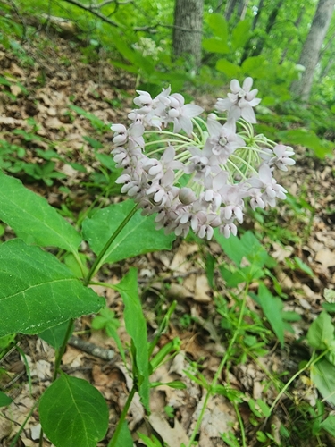 Asclepias quadrifolia, photograph 3