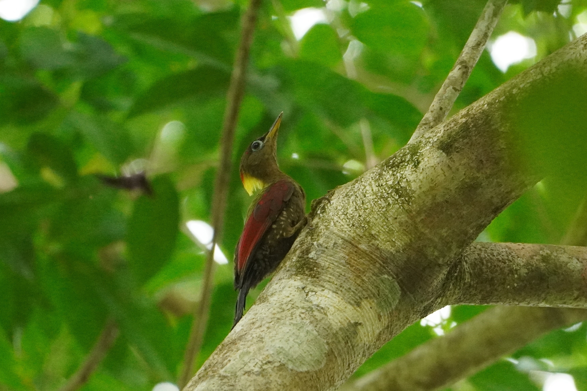 Crimson-winged Woodpecker (Picus puniceus), photo 3