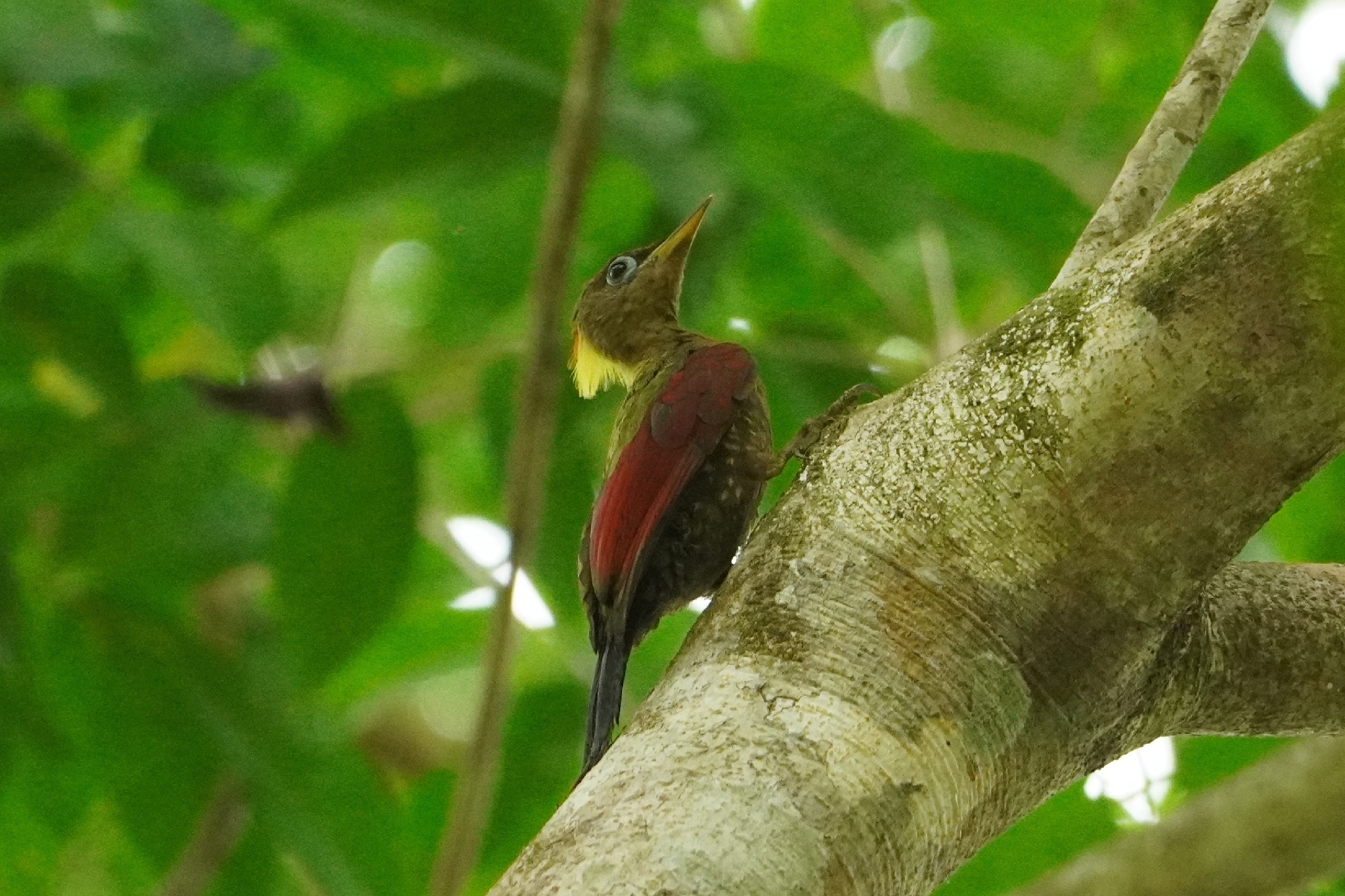 Crimson-winged Woodpecker (Picus puniceus), photo 4